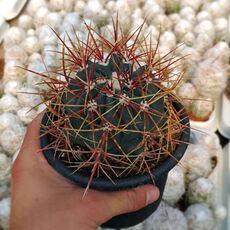 FEROCACTUS ACANTHODES, image 