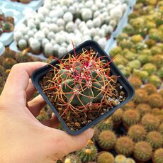 FEROCACTUS CHRYSACANTHUS V. RUBRISPINUS, image 