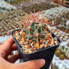 FEROCACTUS EASTWOODIAE, image 