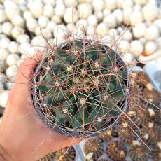 FEROCACTUS HAMATACANTHUS, image 