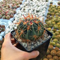 FEROCACTUS LATISPINUS, image , 2 image