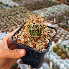 FEROCACTUS LECONTEI, image 