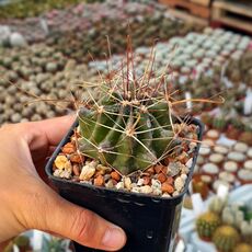 FEROCACTUS SINUATUS, image 