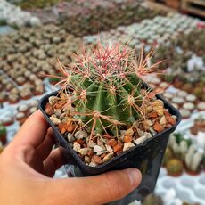 FEROCACTUS STAINESII VAR. PILOSUS, image 