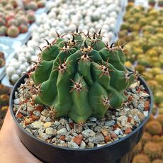 FEROCACTUS PENINSULAE, image 