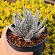 GASTERALOE BEGUINII VARIEGATA, image 