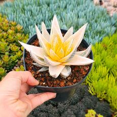 GASTERALOE BEGUINII AUREA VARIEGATA, image 