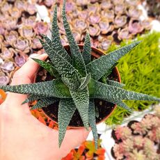GASTERIA D TIGA, image 