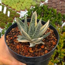 GASTERALOE BEGUINII VARIEGATA, image , 2 image