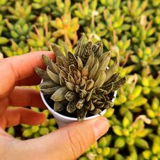 GASTERIA SPIRIT F. CRESTATA, image 
