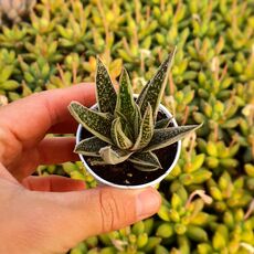 GASTERIA SPIRIT, image 
