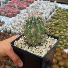 GLANDULICACTUS UNCINATUS V. WRIGHTII, image 