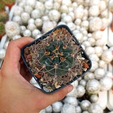 GYMNOCALYCIUM GLAUCUM, image 