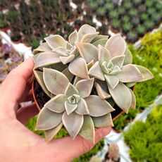 GRAPTOPETALUM PARAGUAYENSE, image 