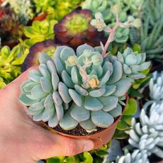 GRAPTOVERIA OPALINA, image _ab__is.image_number.default