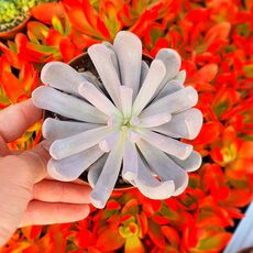 GRAPTOVERIA TOPSY DEBBIE, image 