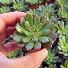 GRAPTOVERIA BASHFUL, image _ab__is.image_number.default
