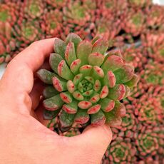 GRAPTOVERIA BASHFUL, image 