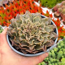 GRAPTOVERIA STARFIRE, image 