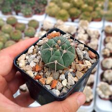 GYMNOCALYCIUM ARMATUM, image 