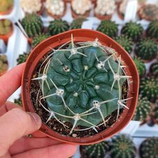 GYMNOCALYCIUM BAYRIANUM, image 