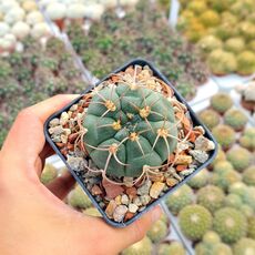 GYMNOCALYCIUM BAYRIANUM, image 