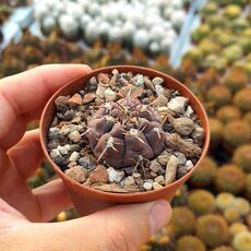 GYMNOCALYCIUM BORTHII, image 