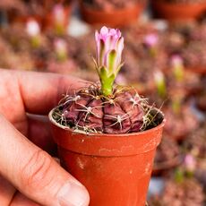 GYMNOCALYCIUM DAMSII, image , 2 image