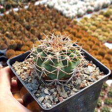 GYMNOCALYCIUM CASTELLANOSII SUBS. FEROCIOR, image 