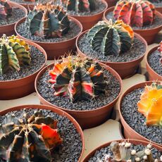GYMNOCALYCIUM FRIEDRICHII VARIEGATA, image _ab__is.image_number.default