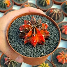 GYMNOCALYCIUM FRIEDRICHII VARIEGATA, image _ab__is.image_number.default
