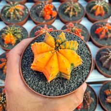GYMNOCALYCIUM FRIEDRICHII VARIEGATA, image _ab__is.image_number.default