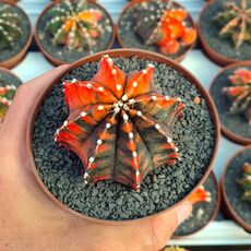 GYMNOCALYCIUM FRIEDRICHII VARIEGATA, image _ab__is.image_number.default