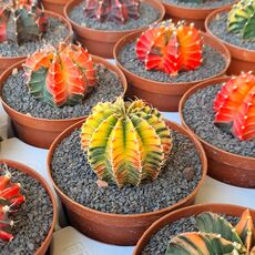 GYMNOCALYCIUM FRIEDRICHII VARIEGATA, image _ab__is.image_number.default
