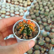 GYMNOCALYCIUM FRIEDRICHII VARIEGATA, image _ab__is.image_number.default