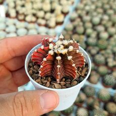GYMNOCALYCIUM FRIEDRICHII VARIEGATA, image _ab__is.image_number.default