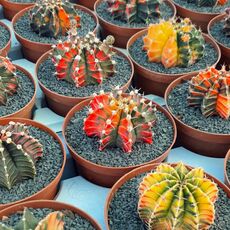 GYMNOCALYCIUM FRIEDRICHII VARIEGATA, image _ab__is.image_number.default