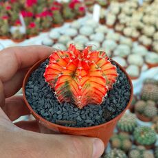 GYMNOCALYCIUM FRIEDRICHII VARIEGATA, image _ab__is.image_number.default