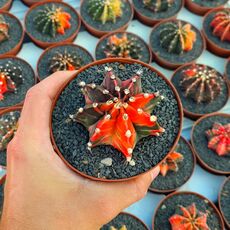 GYMNOCALYCIUM FRIEDRICHII VARIEGATA, image _ab__is.image_number.default