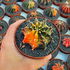 GYMNOCALYCIUM FRIEDRICHII VARIEGATA, image _ab__is.image_number.default