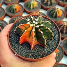 GYMNOCALYCIUM FRIEDRICHII VARIEGATA, image _ab__is.image_number.default