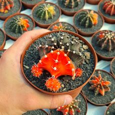 GYMNOCALYCIUM FRIEDRICHII VARIEGATA, image _ab__is.image_number.default