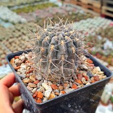 GYMNOCALYCIUM GIBBOSUM SUBS. RADEKII, image 