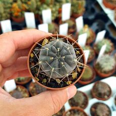 GYMNOCALYCIUM GIBBOSUM, image 
