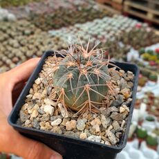 GYMNOCALYCIUM HOSSEI VAR. NIDULANS, image 