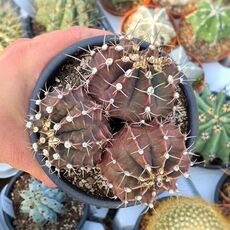 GYMNOCALYCIUM MIHANOVICHII, image 