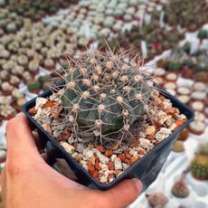 GYMNOCALYCIUM BODENBENDERIANUM VAR. MOSERIANUM, image 