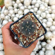 GYMNOCALYCIUM PFLANZII VAR. ALBIPULPA, image 