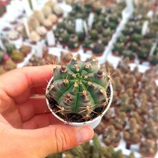 GYMNOCALYCIUM PUNGENS, image 