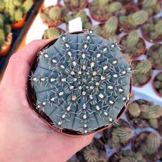 GYMNOCALYCIUM QUEHLIANUM, image 